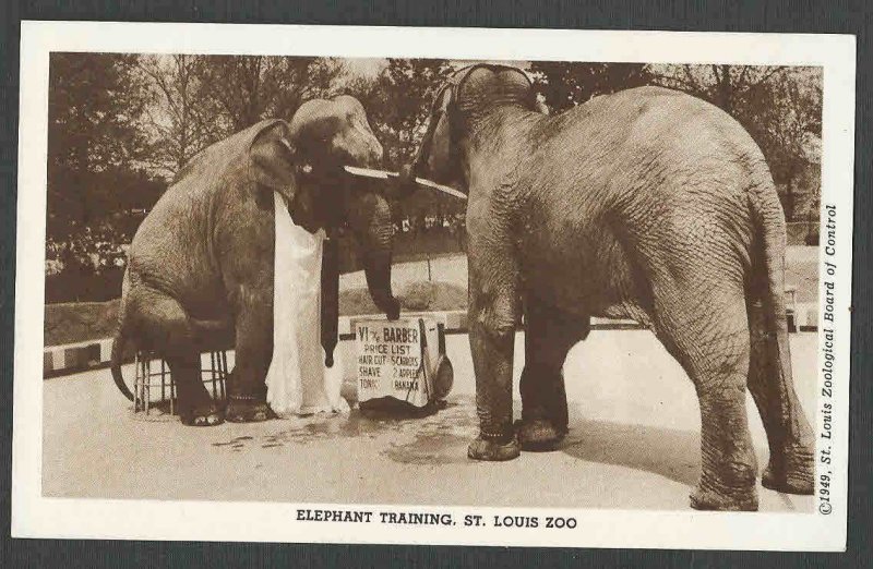 1949 PPC* ST LOUIS ZOO ELEPHANT TRAINING TO CUT HAIR & SHAVE MINT