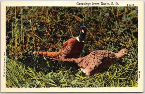 Greetings From Davis South Dakota SD Bird Species in The Wild Postcard