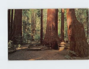 Postcard General Fremont Tree, Henry Cowell Redwoods State Park, Felton, CA
