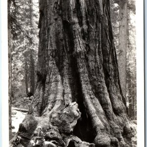 c1940s Fresno & Tulare Co, CA RPPC Kings Canyon General Grant Redwood Tree A165