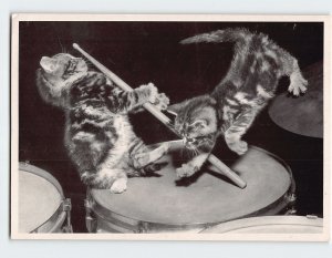 Postcard Cool Kittens Playing the Drums