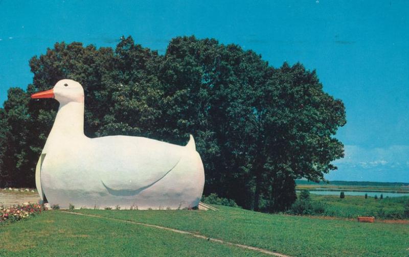 Big Duck on the Road to Hampton Bays LI Long Island New York pm 1964 Roadside