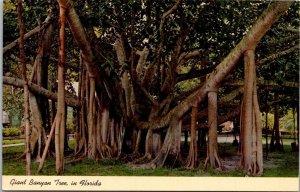 Florida Giant Banyan Tree