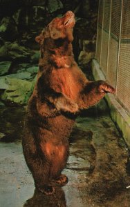 National Zoological Park Smokey Black Bear Washington DC, Vintage Postcard