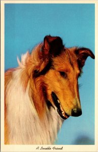 Vtg 1950s A Lovable Friend Rough Collie Lassie Dog Unused Chrome Postcard