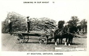 MEAFORD ONTARIO CANADA EXAGGERATED WHEAT VINTAGE REAL PHOTO POSTCARD RPPC