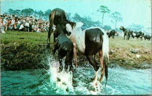 Pony Horse Swim Chincoteague Virginia VA 1969 Chrome Postcard