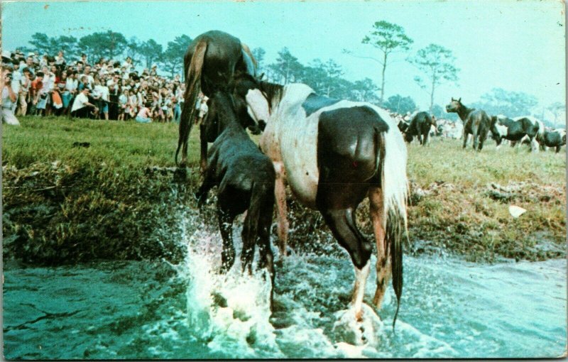 Pony Horse Swim Chincoteague Virginia VA 1969 Chrome Postcard