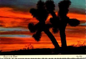 Cactus Sunset On The Desert