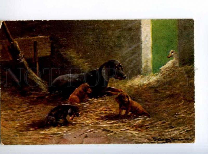 234761 DACHSHUND Dog Puppy Goose by MULLER Vintage postcard