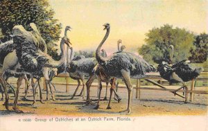 Group of Ostriches Ostrich Farm Florida 1907c Rotograph postcard