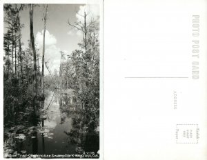 WAYCROSS GA OKEFENOKEE SWAMP PARK INDIAN TRAIL REAL PHOTO POSTCARD RPPC