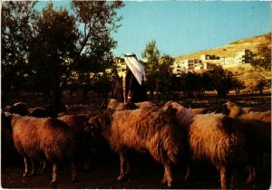 CPM A Shepherd in Jordan ISRAEL (1030679)