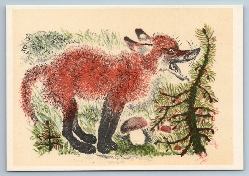 1967 RED FOX in Forest Mushrooms Animal Ill. By Charushin Soviet USSR Postcard