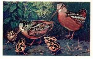 Woodcock   America's Wildlife Resorces Wildlife series