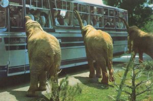 Elephant Safari in Mallorca Banging Coach Bus Window 1980s Postcard