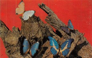 Morpho Butterflies, May Museums of the Tropics Colorado Springs, Colorado, US...