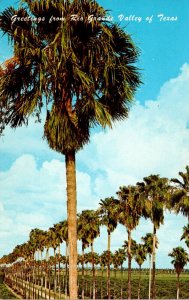 Texas Rio Grande Valley Greetings Showing Palm Lined Road Along Citrus Grove