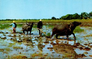 Thailand Rice Cultivation Ploughing With Buffaloes