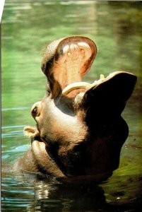 Postcard Lucifer The Hippo Homosassa Springs Nature World Florida Unposted 1888