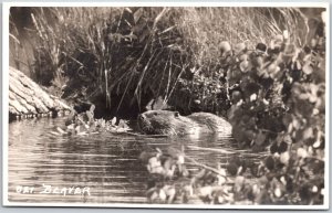 Photograph of Beaver Swimming in Water, Wild Animals, RPPC, Vintage Postcard