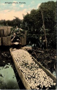 1910 ALLIGATOR FARM Florida Postcard JA12