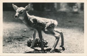 RPPC Wee Willie - Fawn Deer - Sequoia National Park CA, California