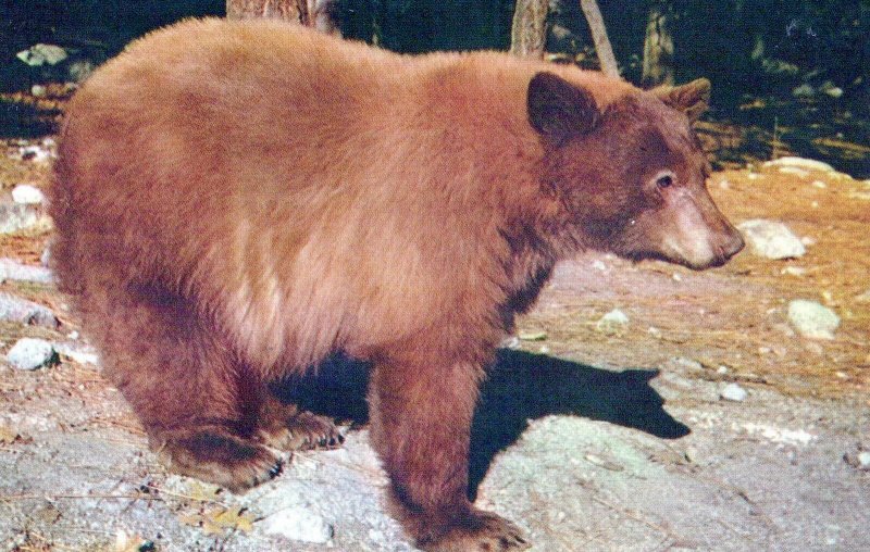 VINTAGE POSTCARD AMERICAN BLACK BEAR AT YOSEMITE NATIONAL PARK CALIFORNIA 1960s