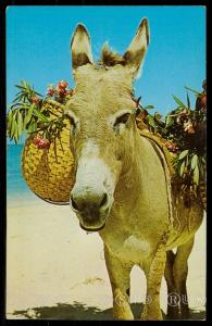 Charlie the Donkey, stars in many of the floor shows in Jamaica