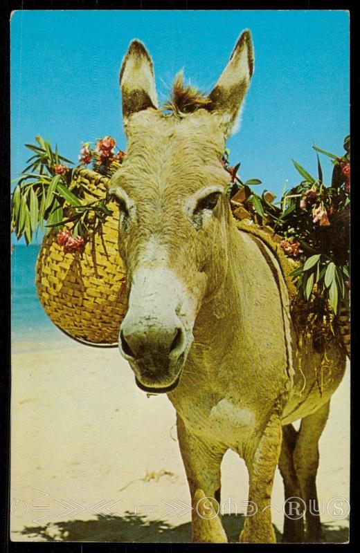 Charlie the Donkey, stars in many of the floor shows in Jamaica