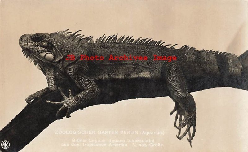 Germany, Berlin, RPPC, Zoological Garden, Iguana Tuberculata, NPG Photo