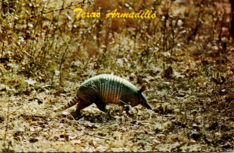 Texas Armadillo