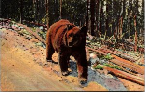 Vtg Bear Hitch Hiker in Yellowstone National Park Wyoming WY 1930s Postcard