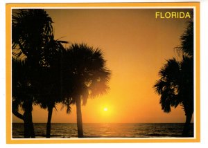 Colourful Sunset, Palms, West Coast Florida