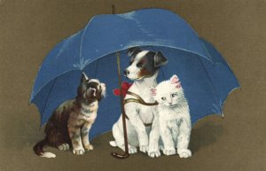 PC CATS, CATS AND DOGS UNDER A BLUE UMBRELLA, Vintage Postcard (b47206)