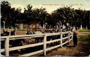 1910s Dinner Hour Ostrich Farm Jacksonville Florida Postcard