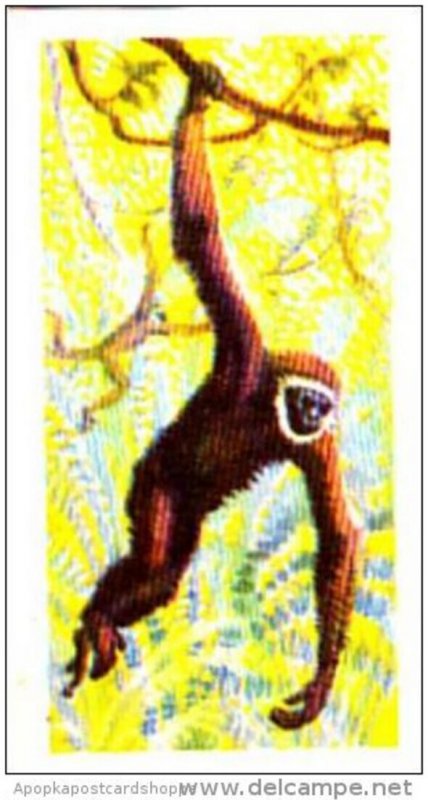 Brooke Bond Trade Card Asian Wildlife No 3 Agile Gibbon