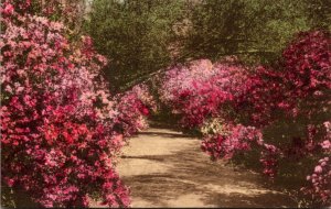 South Carolina Charleston Magnolia Gardens Handcolored Albertype