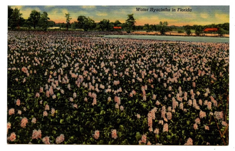 FL - Water Hyacinths