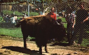 Hollister Calif. Casa De Fruta's Western Treat Casper Wyoming Buffalo Postcard