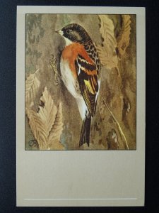 Bird Theme BRAMBLING c1950s Postcard by P. Sluis Series 8 No.96