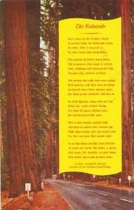 California Redwoods Postcard PC678