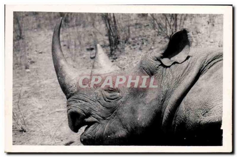 CPA Cameroun Rhinoceros 