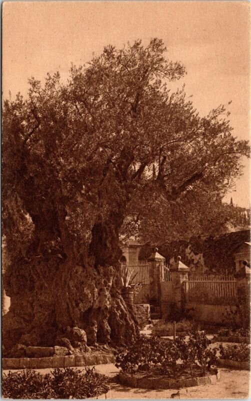 2000 Years Old Holy Tree Gothsemany Antique Postcard UNP Unused DB Jerusalem