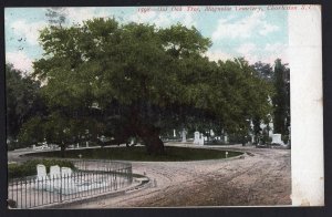 South Carolina CHARLESTON Old Oak Tree Magnolia Cemetery - pm1907 - Und/B