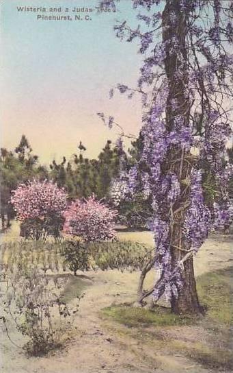 North Carolina Pinehurst Wisteria And Judas Tree Albertype