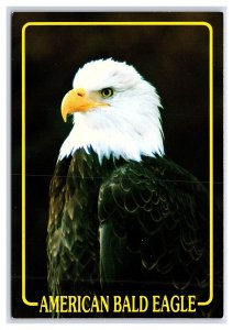 The American Bald Eagle Postcard Continental View Card