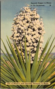 Vtg 1930s Spanish Dagger In Bloom in Old Southwest Yucca Aloifolia Postcard