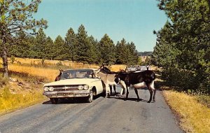 Donkeys begging for Handout  Black Hills SD 