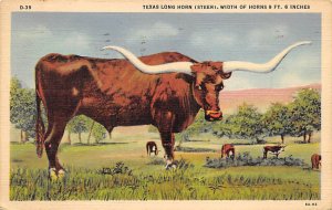 Texas Longhorn, Steer Longhorn Steer Bull 1938 